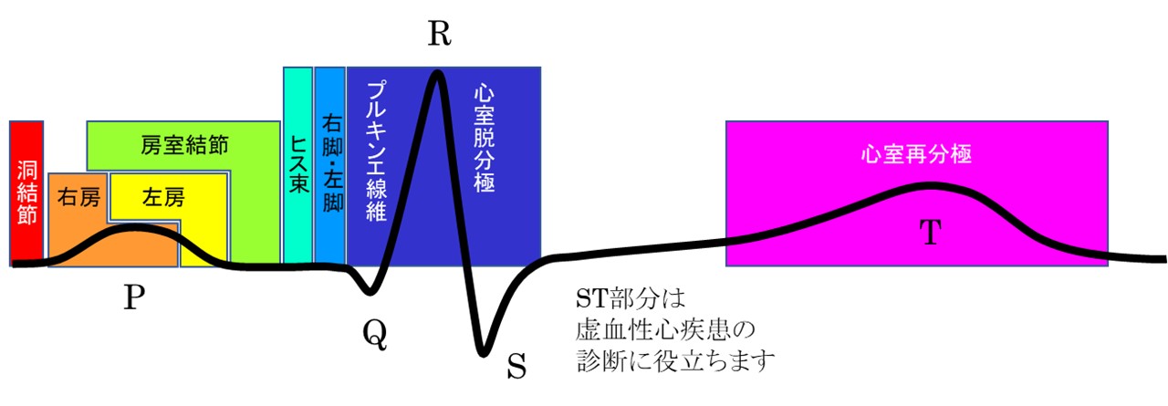 心電図の基礎 - 心電図/電気生理/アブレーション講座